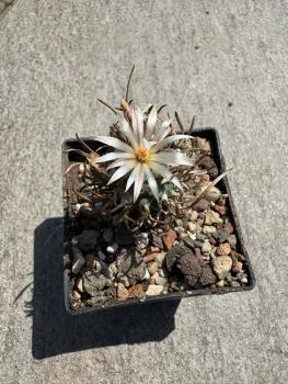 Turbinicarpus flaviflorus